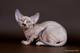 Котята породы канадский сфинкс Эльф, Двэльф, бамбино.